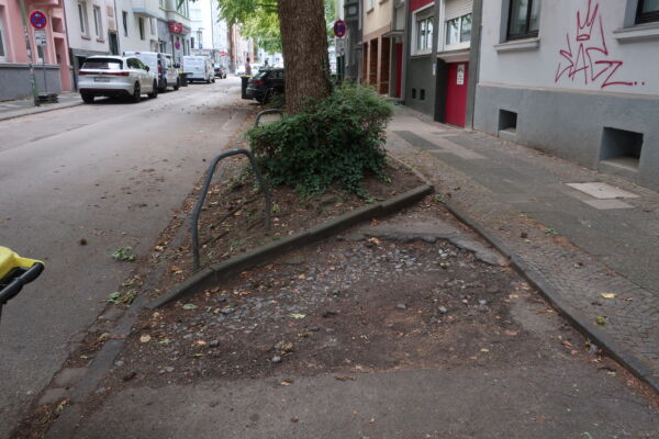 Das Foto zeigt ein enges Baumbeet auf der Schornstr., daneben eine Parkbucht mit zerbröseltem Asphalt