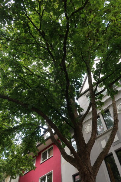 Das Foto zeigt die nicht mehr geschlossene Krone eines Baums in der Schornstrasse