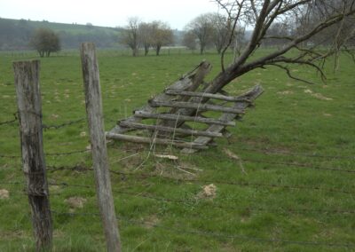 Ein Schutzgerüst gegen Wildfraß ist gemeinsam parallel mit dem Baum niedergesunken - fotografiert vermutlich 2008