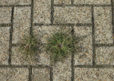 Das Foto zeigt Bahnsteigpflaster auf dem Osnabrücker Hauptbahnhof - 2 Pflanzen haben sich mühsam durch die Ritzen gekämpft. Fotografiert im Oktober 2014