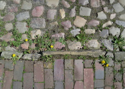 Das Foto zeigt 2 Pflasterarten in Otterndorf: Kopfsteinpflaster und Ziegelpflaster, dazwischen blüht Löwenzahn - fotografiert im April 2017