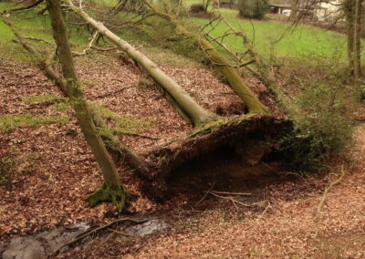 Das Foto zeigt vier parallel gewachsene, jetzt gemeinsam umgestürzte Bäume bei Langenberg/Rheinland. Fotografiert im April 2021