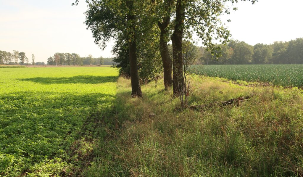 Das Foto zeigt einen Wall zwischen zwei Äckern